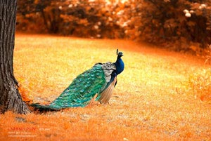 什么是博客？博客指的是哪方面？什么是博客？